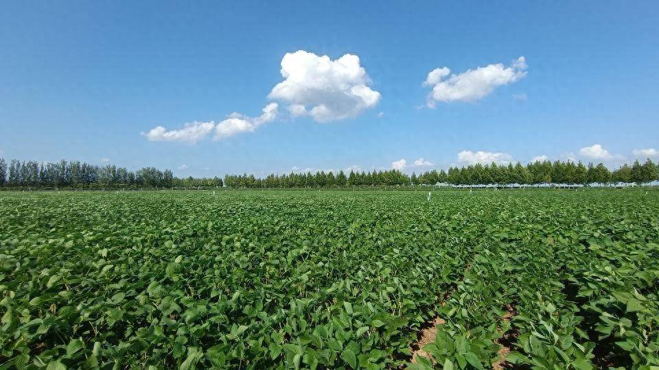 我國農業植物新品種權授權量突破3萬件_保護_種業_侵權