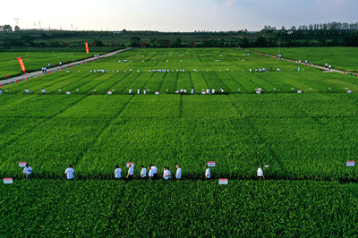 強信心&middot;走進百企|用技術(shù)創(chuàng)新守牢種業(yè)&ldquo;中國芯&rdquo;