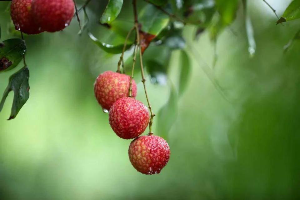 廣州增城:9個實踐點入選&ldquo;粵字號&rdquo;農(nóng)業(yè)品牌目錄