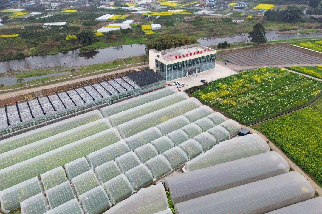 市中區:城鄉融合發展 嘉州先行_建設_種業_農業