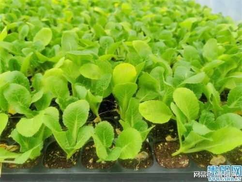 貴陽市出臺(tái) 五大措施 加快山地特色種業(yè)高質(zhì)量發(fā)展