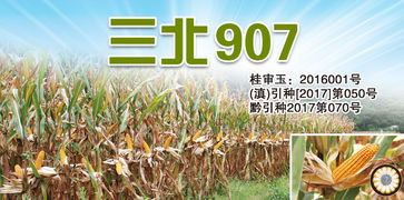 產品 三北種業(yè) sanbeiseed 種子,玉米種子,種業(yè)公司,高產栽培,農業(yè)技術