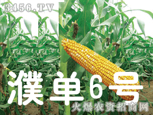 大京九濮單6號 大京九種業(yè)的創(chuàng)新與農(nóng)業(yè)貢獻(xiàn)