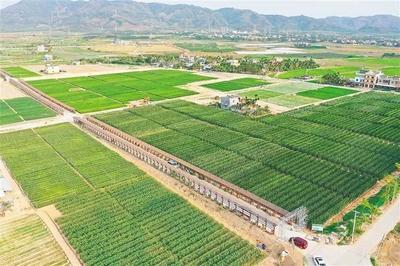 海墾南繁產業集團 深度參與南繁產業建設，打造種業新力量